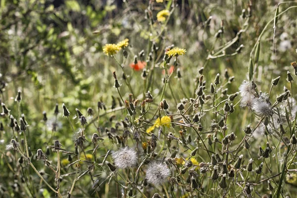 Maskros Blommor Grönt Ogräs Bakgrund Italienska Landsbygden — Stockfoto