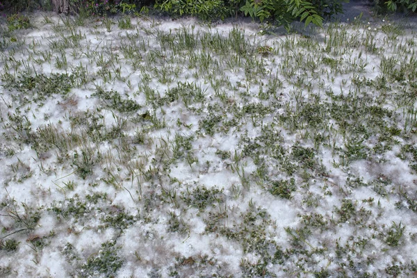 Peuplier Poils Blancs Forme Neige Dans Pinède Sur Lagune Saumâtre — Photo