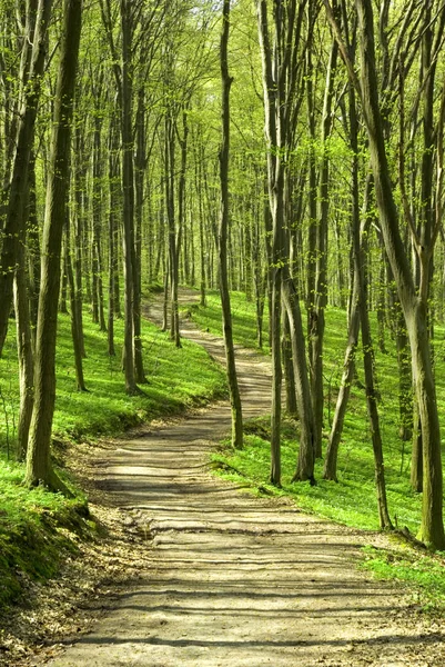 Ścieżka Jest Zielonym Lesie — Zdjęcie stockowe