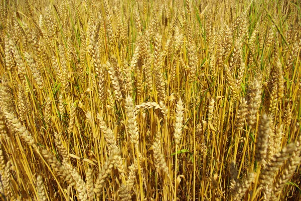 Erntereifes Gelbes Getreide Auf Einem Feld — Stockfoto