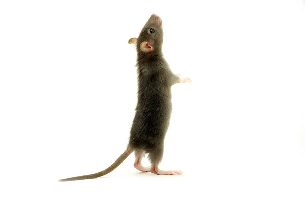 Крыса Изолированы Белом Фоне — стоковое фото