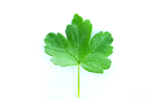 Hoja Verde Aislada Sobre Blanco — Foto de Stock