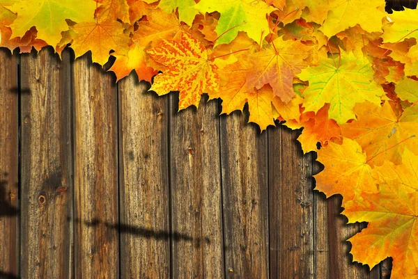 Herbst Ahornblätter Auf Braunem Holz Hintergrund — Stockfoto