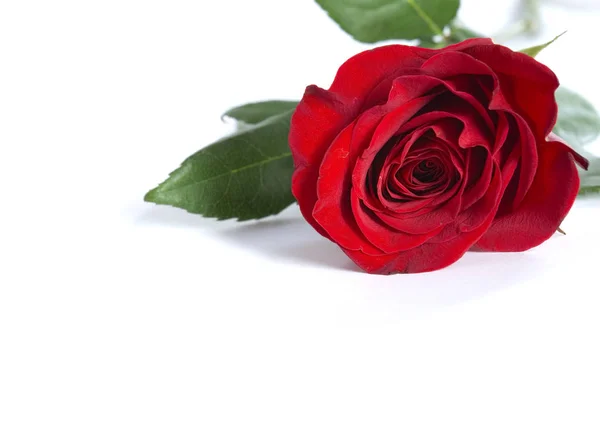 Walentynkowa Róża Dla Twojej Ukochanej — Zdjęcie stockowe