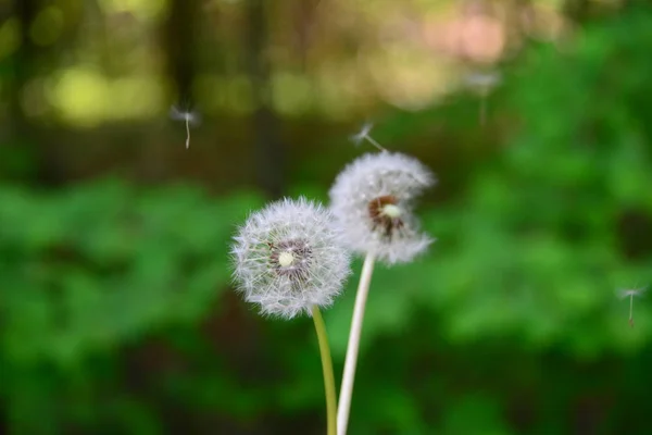 Puste Blume Löwenzaun — Stockfoto