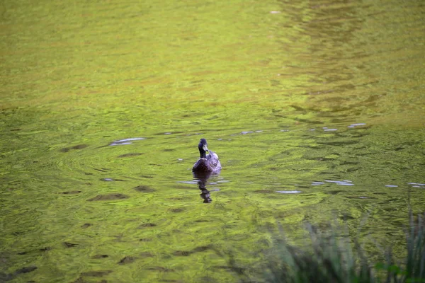 Ducks Lake — Stock Photo, Image