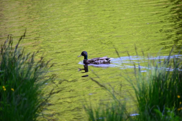 Ducks Lake — Stock Photo, Image