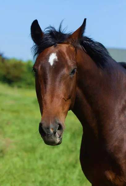 Bonito Cavalo Selvagem Natureza — Fotografia de Stock