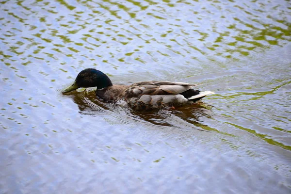 Enten Auf Dem See — Stockfoto