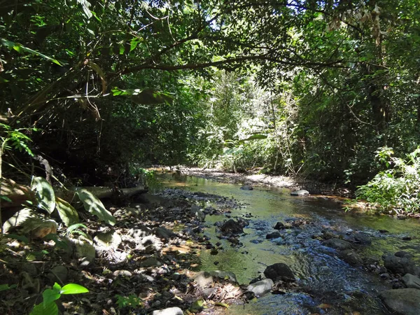 Verano Verde Paraíso País Costa Rica —  Fotos de Stock