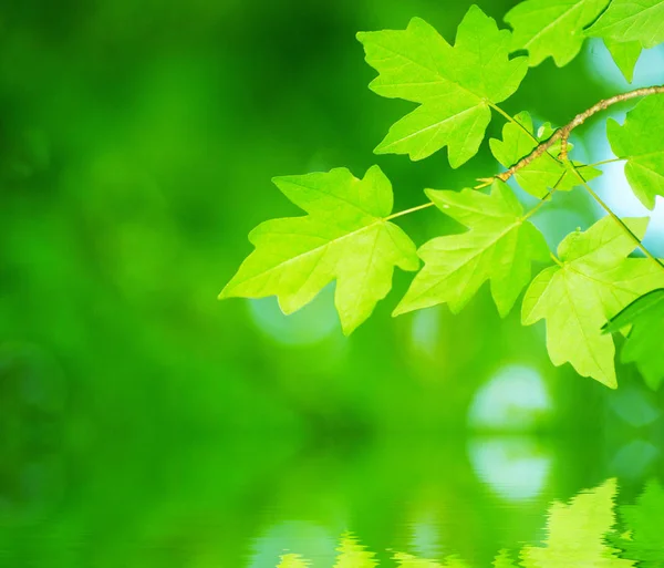 Primavera Verão Flora Folhas Verdes — Fotografia de Stock