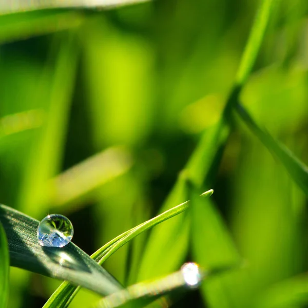 Embun Pagi Pada Daun Hijau — Stok Foto