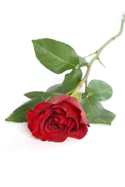 Schöne Rote Rose Blume Auf Weißem Hintergrund — Stockfoto