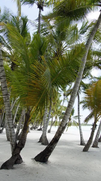 Vacker Utsikt Över Stranden — Stockfoto