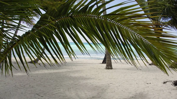 Vakkert Tropisk Strandlandskap – stockfoto