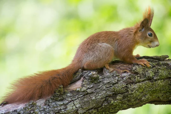 Squirrel Animal Fluffy Rodent Royalty Free Stock Images