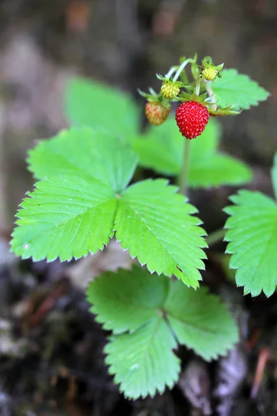Forest Strawberry Fragaria Vesca Royalty Free Stock Photos
