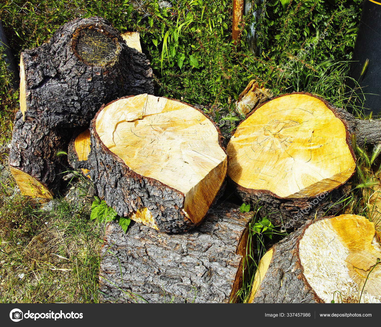 Firewood Tree Wood Trunks Stock Photo by ©PantherMediaSeller 337457986