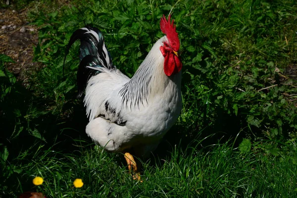 Huhn Huhn Hahn Auf Der Weide — Stockfoto