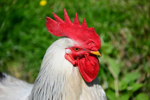 Csirke Tyúk Csapolás Réten — Stock Fotó
