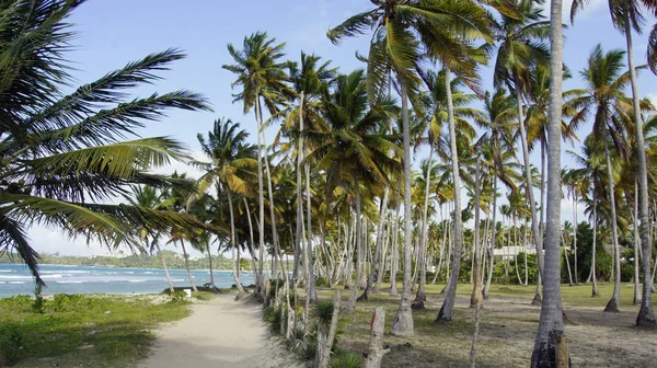 Пальмы Пляже — стоковое фото