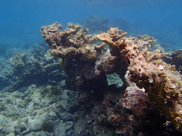 Υποβρύχια Θαλάσσια Ζωή Ψάρια Και Κοράλλια — Φωτογραφία Αρχείου