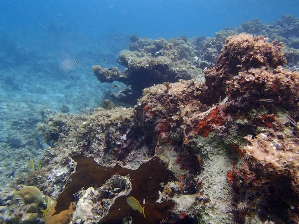 Foto Subaquática Vida Marinha — Fotografia de Stock