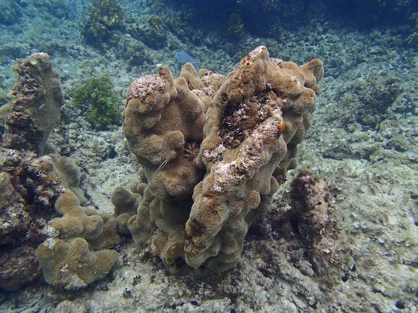 海洋生物や海水生物 — ストック写真