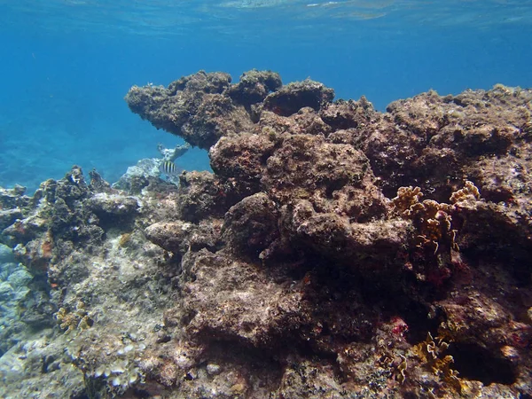 Undervattensfoto Livet Havet — Stockfoto