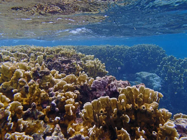 Marine Life Underwater Photo — 스톡 사진