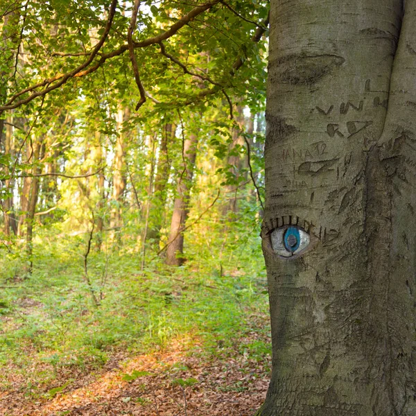 Eye Carved Tree Trunk Lush Green Forest — Stock Photo, Image