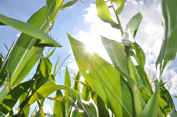 Landwirtschaft Maisfeld Ackerland Ländliche Pflanzen — Stockfoto