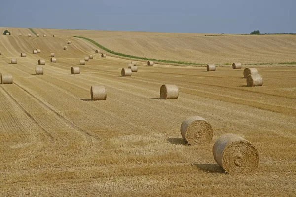 Vue Champ Maïs Concept Agricole — Photo