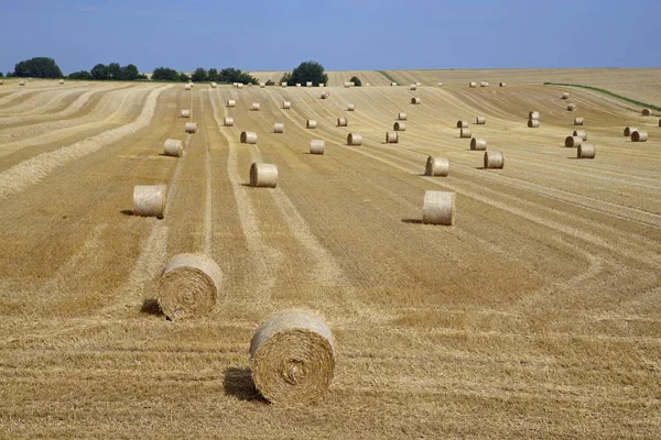 옥수수 농사일 — 스톡 사진