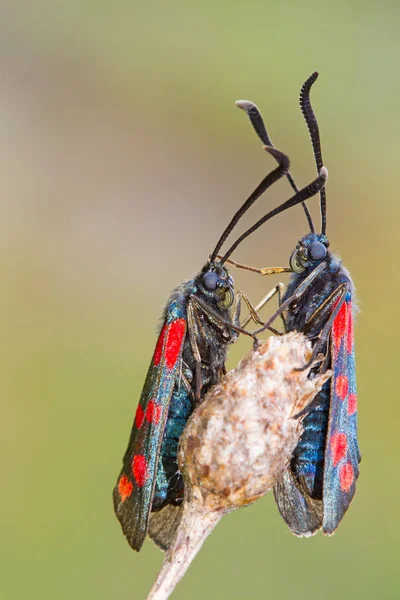 Közelkép Bug Vad Természet — Stock Fotó