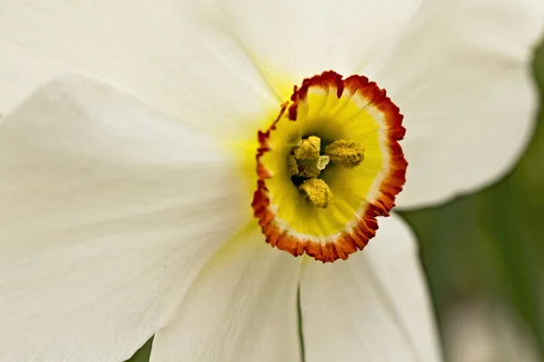 Güzel Narsist Çiçeğin Manzarası — Stok fotoğraf