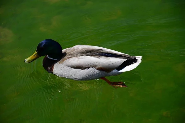 Alle Meine Enten Schwimmen Auf Dem See — Stockfoto