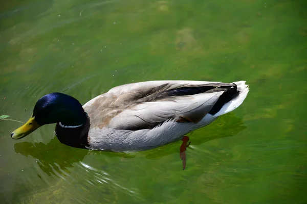 Tous Mes Canards Nageant Sur Lac — Photo