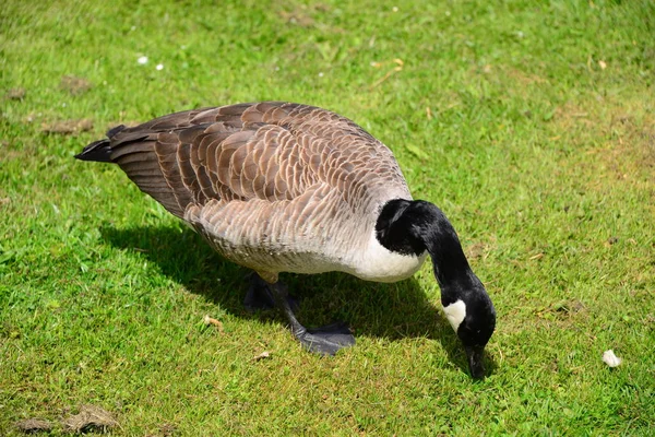 Scenic View Geese Birds Nature — Stock Photo, Image