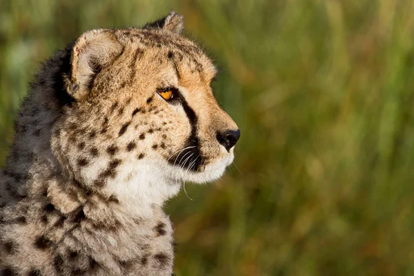 Guépard Tacheté Grand Chat Prédateur — Photo