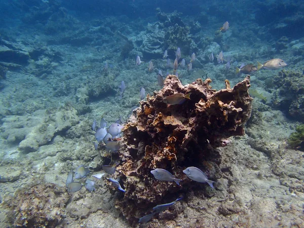 Подводная Морская Жизнь Рыбами Кораллами — стоковое фото