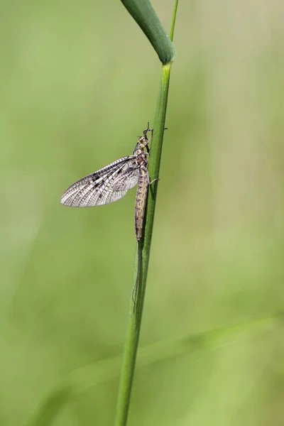 Éphéméroptères Accrochés Brin Herbe Macro Shot — Photo