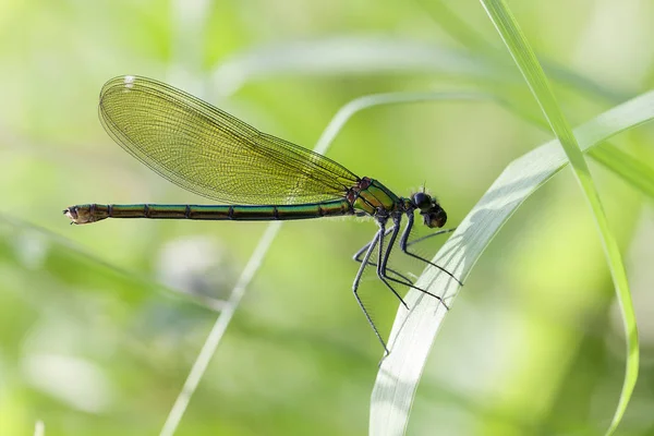 Demoiselle Femenina Doblada Con Alimentación Macrodisparo — Foto de Stock