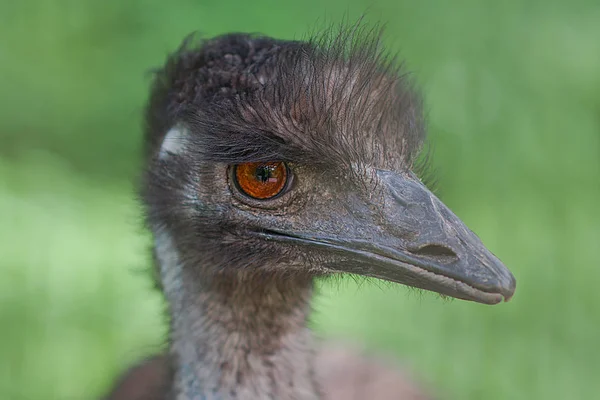 Aussichtsreiche Aussicht Auf Schöne Vögel Der Natur — Stockfoto