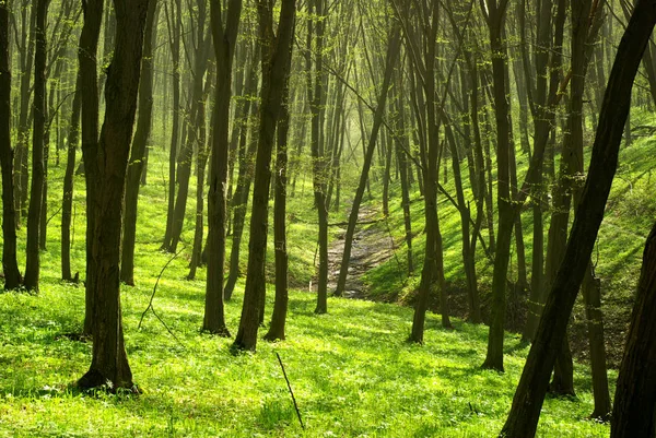 Sole Del Mattino Presto Nella Foresta — Foto Stock