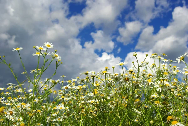 Kamille Bloemen Bewolkte Lucht — Stockfoto