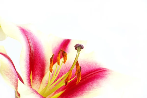 Рожева Лілія Квітка Ізольовані Білий — 스톡 사진