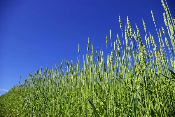 Frühsommer Mais Mit Blauem Himmel Hintergrund — Stockfoto