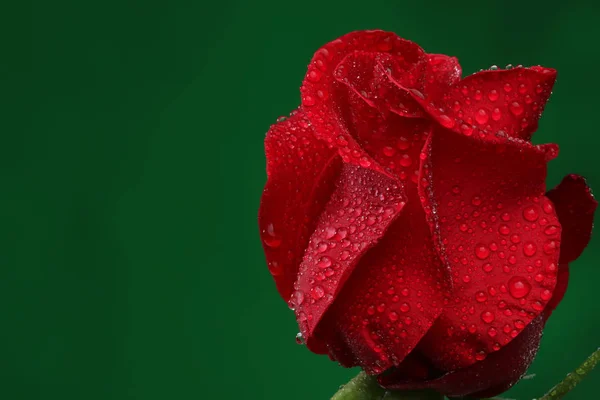 ดอกก หลาบแดงก บหยดน านวนมาก แมคโคร — ภาพถ่ายสต็อก