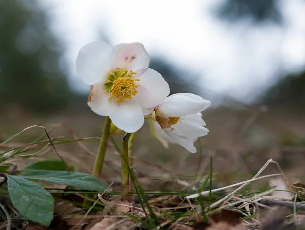 Poisonous Christmas Rose Some Grass — Stock Photo, Image